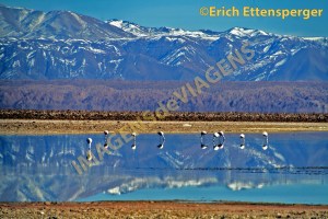 Salar de Atacama, Chile