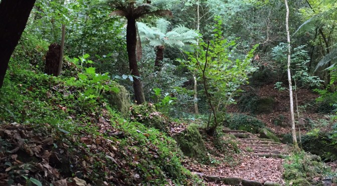 Mata Nacional do Bussaco
