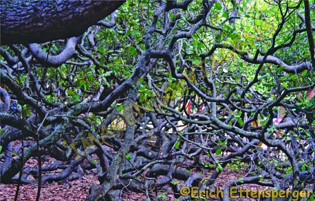 Cajueiro de Pirangi localizado na Praia de Pirangi do Norte, município de Parnamirim