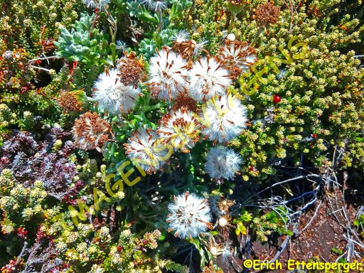 A beleza da flora local