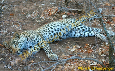 Leopardo/Leopard