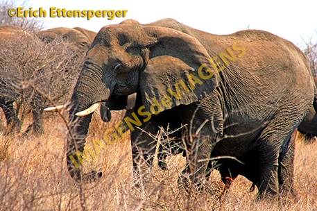 Elefante/Elefant/Elephant