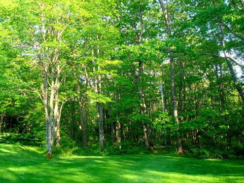 Cerca de 83% do território do estado é coberto por florestas/ About 83% of the state territory is covered by forests/ Über 83% des Staatsgebiets ist mit Wald bedeckt.