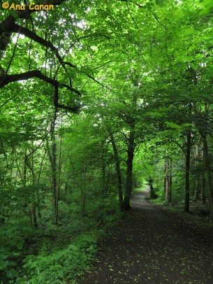 Mountsandel Wood