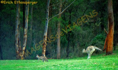 Cangurus em ação / Kängeruh in Action / Kangaroo in action