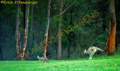 Cangurus em ação / Kängeruh in Action / Kangaroo in action