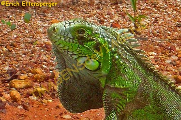 Iguana