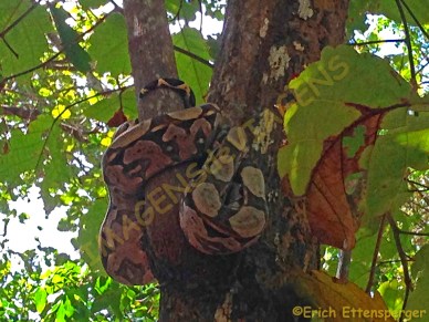 Uma cobra jibóia enroscada numa árvore/Eine Schlange an einem Baum/A snake coiled in a tree