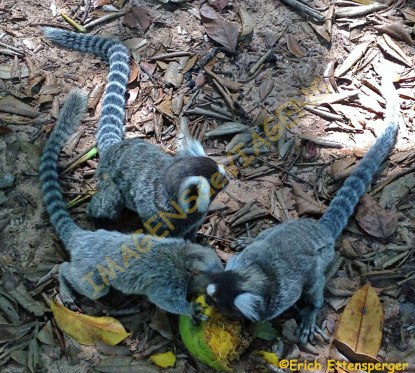 Os saguis e a manga/Äffchen und eine Mango/Marmosets and sleeve