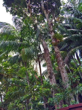 Essa é a seringueira / Dies ist ein Gummibaum / This is a rubber tree