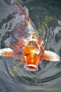 Peixe coi / Coi Fisch / Coi fish