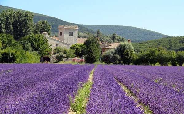 O PERFUME DE PROVENCE/DER DUFT DER PROVENCE/THE FRAGRANCE OF THE PROVENCE