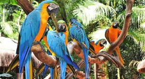 Fonte/Quelle/Source: https://www.agendadoviajante.com/travel-tips/ferias-no-parque-das-aves-foz-do-iguacu/