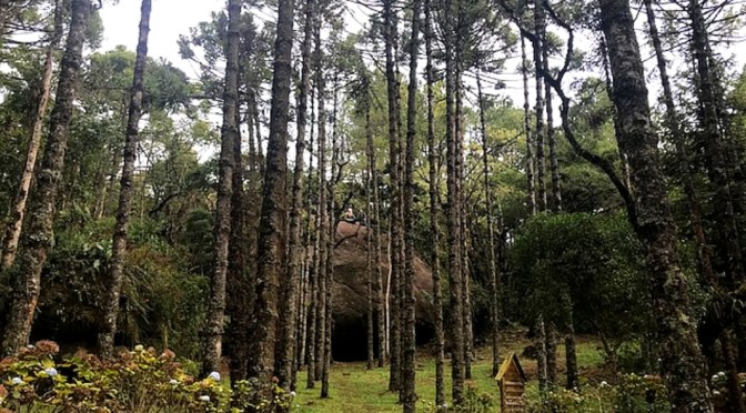 Parque Oschin, um mergulho na natureza/Oschin Park – ein Sprung in die Natur/Oschin Park – a plunge into nature